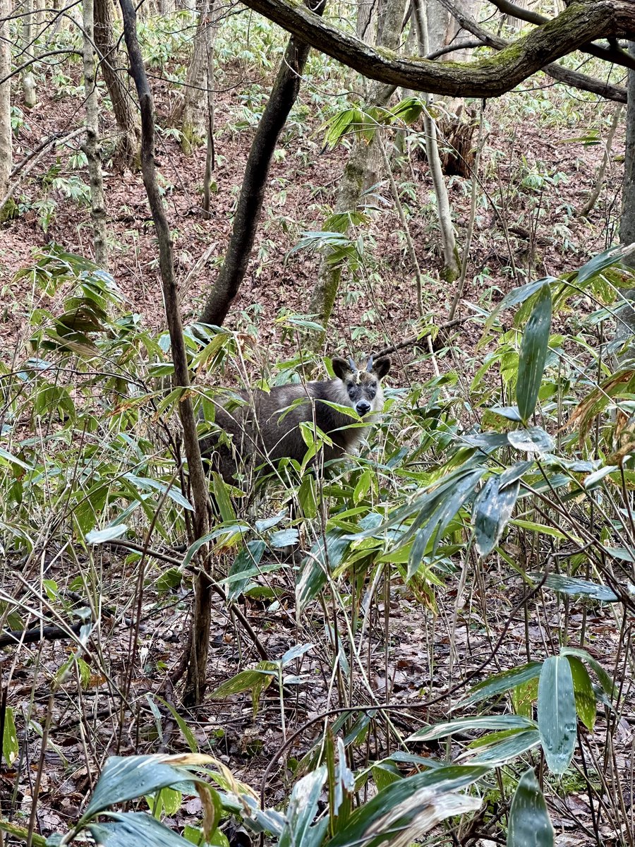 よもぎ tweet media