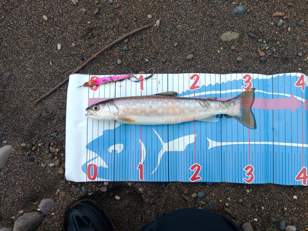 アングラーオジサン tweet media