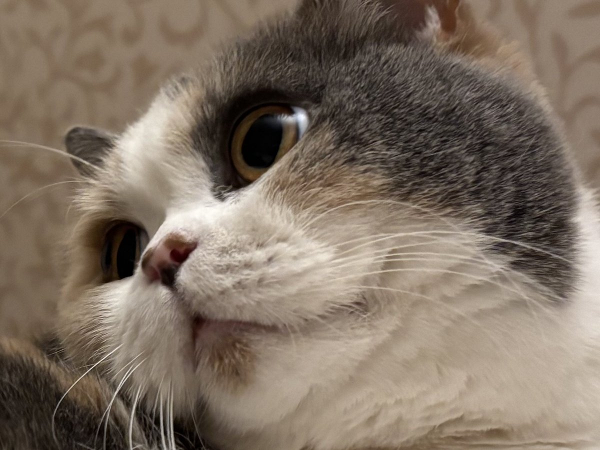 uuu-suke tweet media