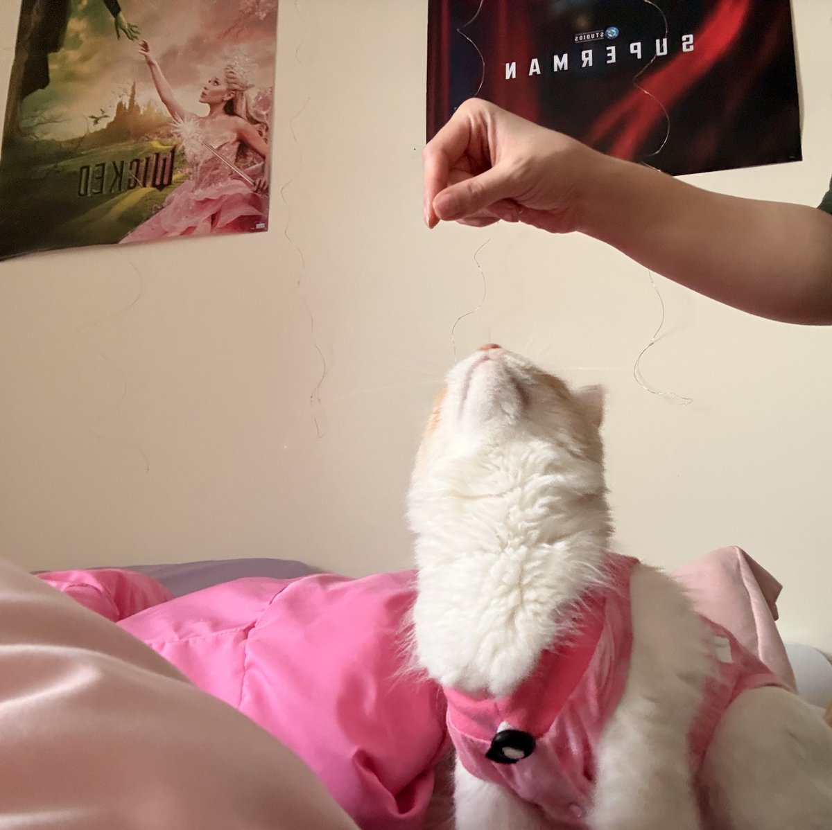 star 🫧 tweet media