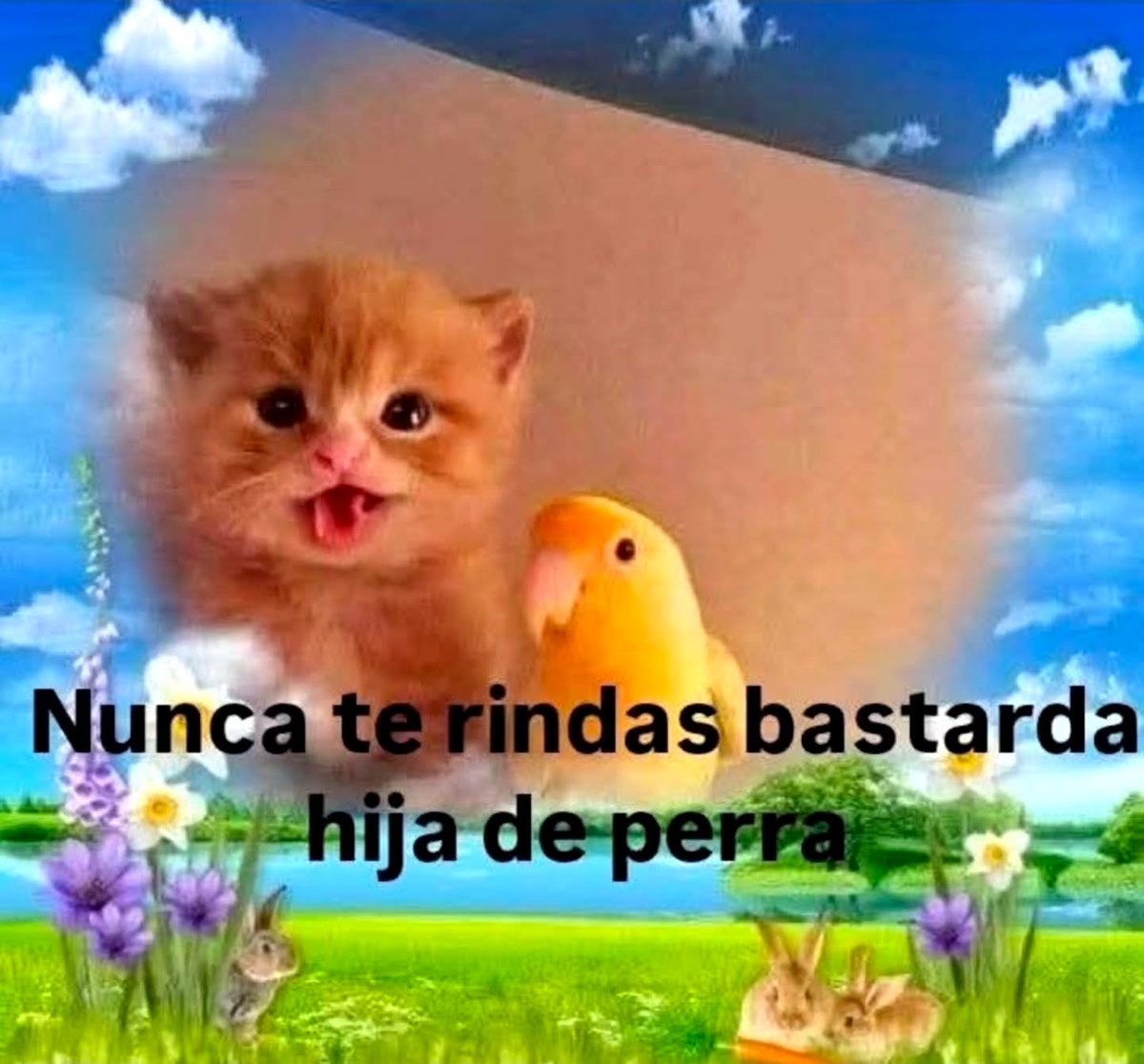 Mundo de Bigotes (@mundodebigotes) on Twitter photo 