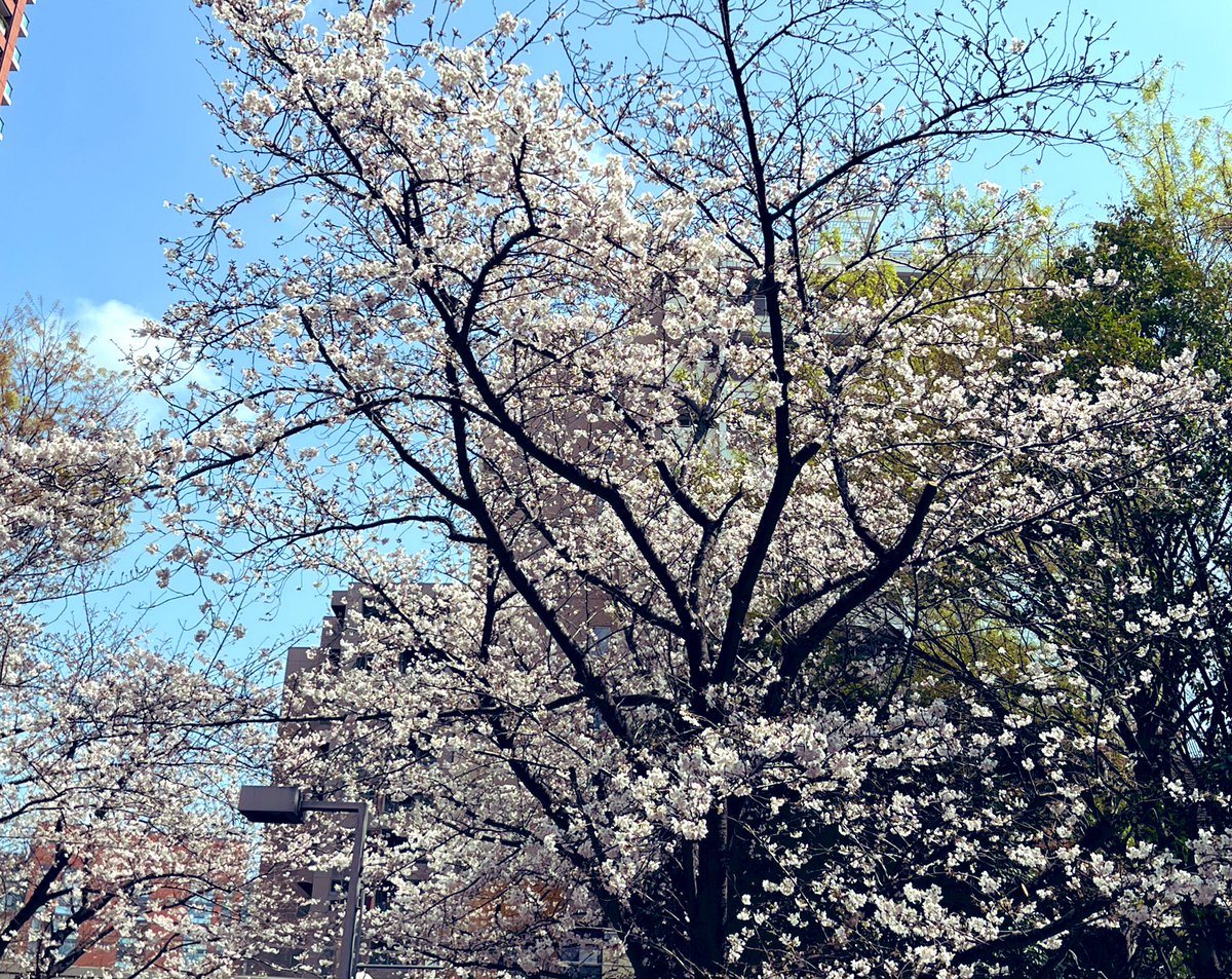 くるっぴー tweet media