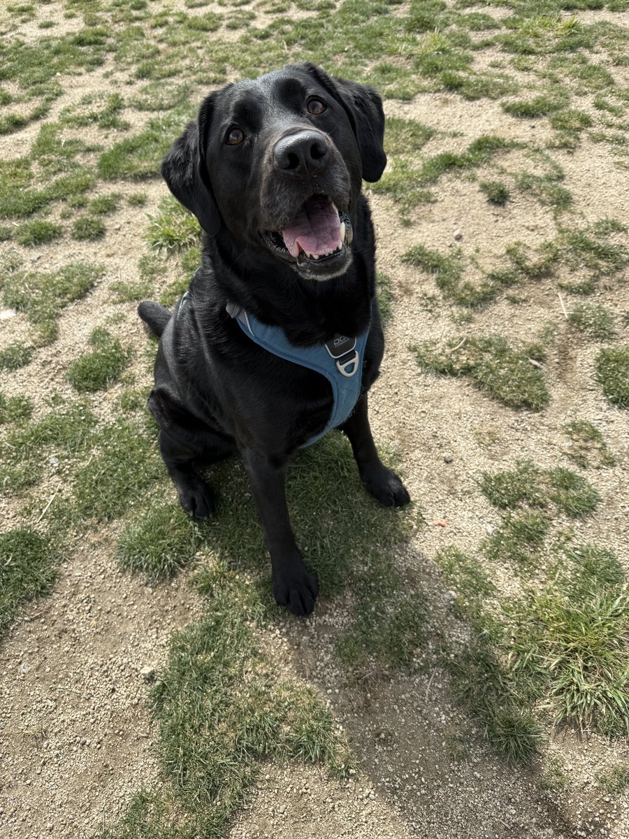 はりきってドッグランに来たけど大型犬エリアはボク一人だったのだ。
#黒ラブ