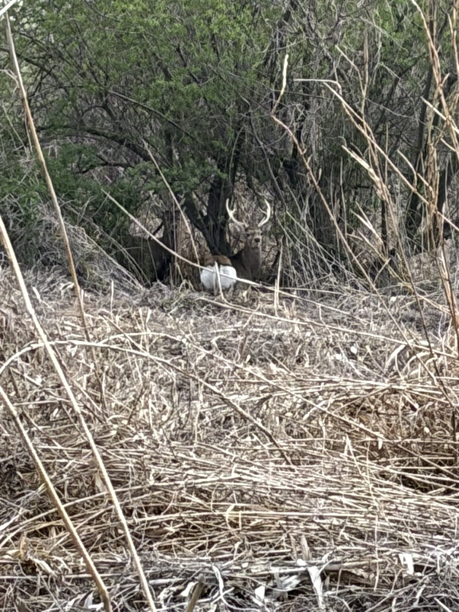 ざおー。 tweet media