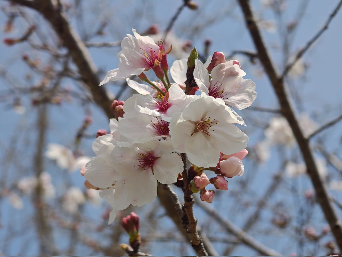 まれすけ tweet media