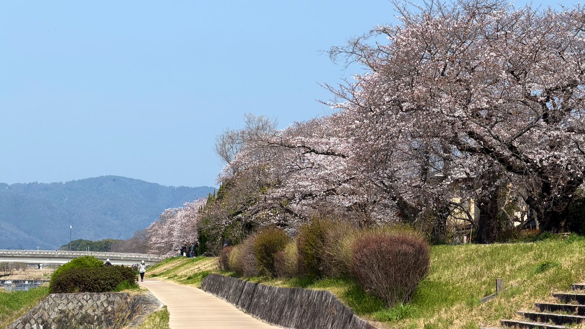 逃げドラ tweet media