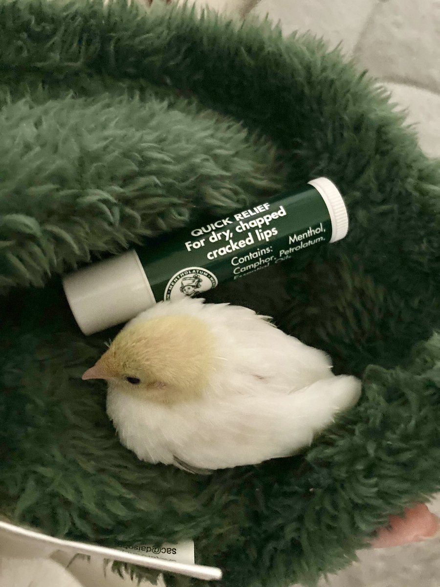 ピヨなべ tweet media