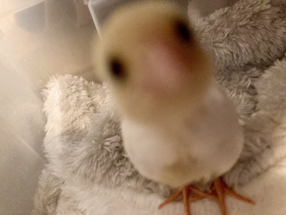 ピヨなべ tweet media