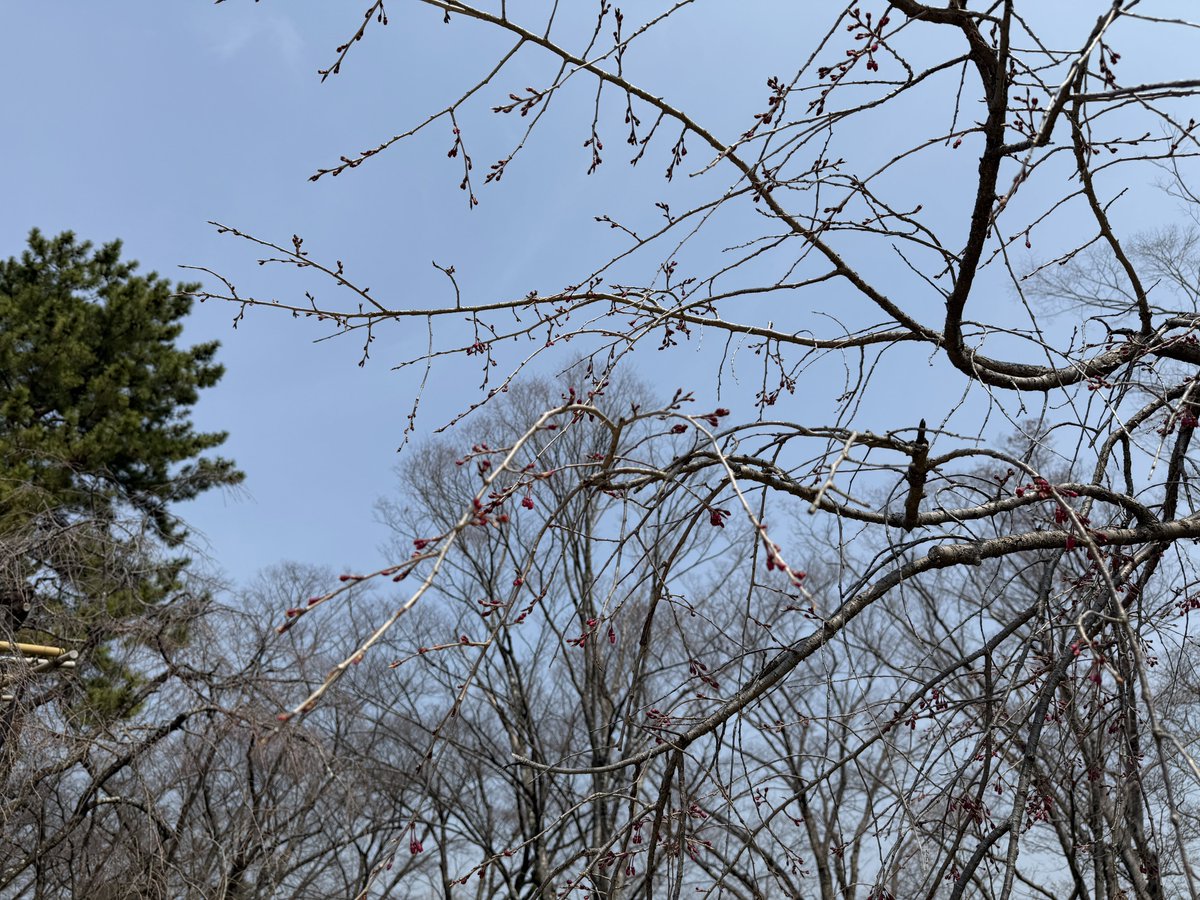 逃げドラ tweet media