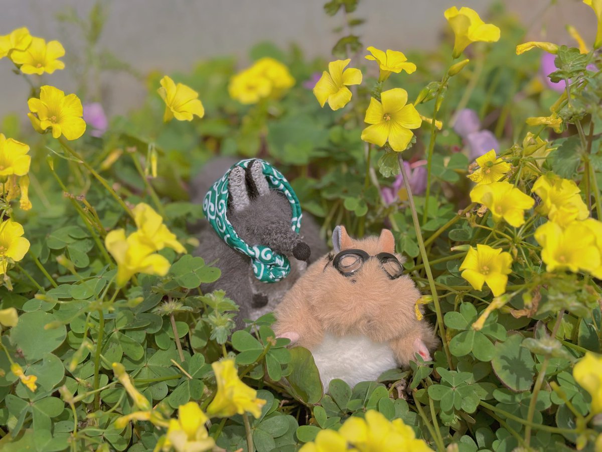 ぽこぷ tweet media