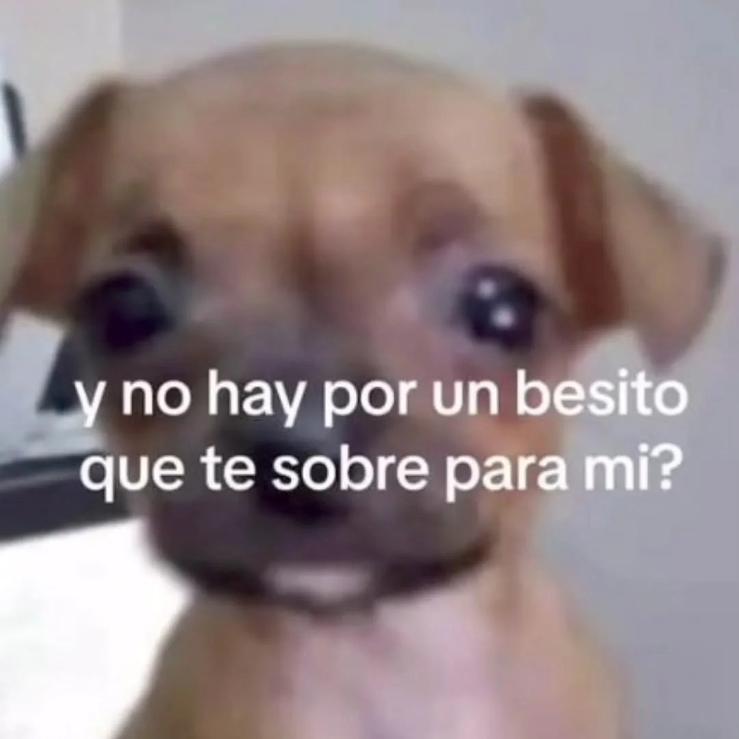 Mundo de Bigotes (@mundodebigotes) on Twitter photo 