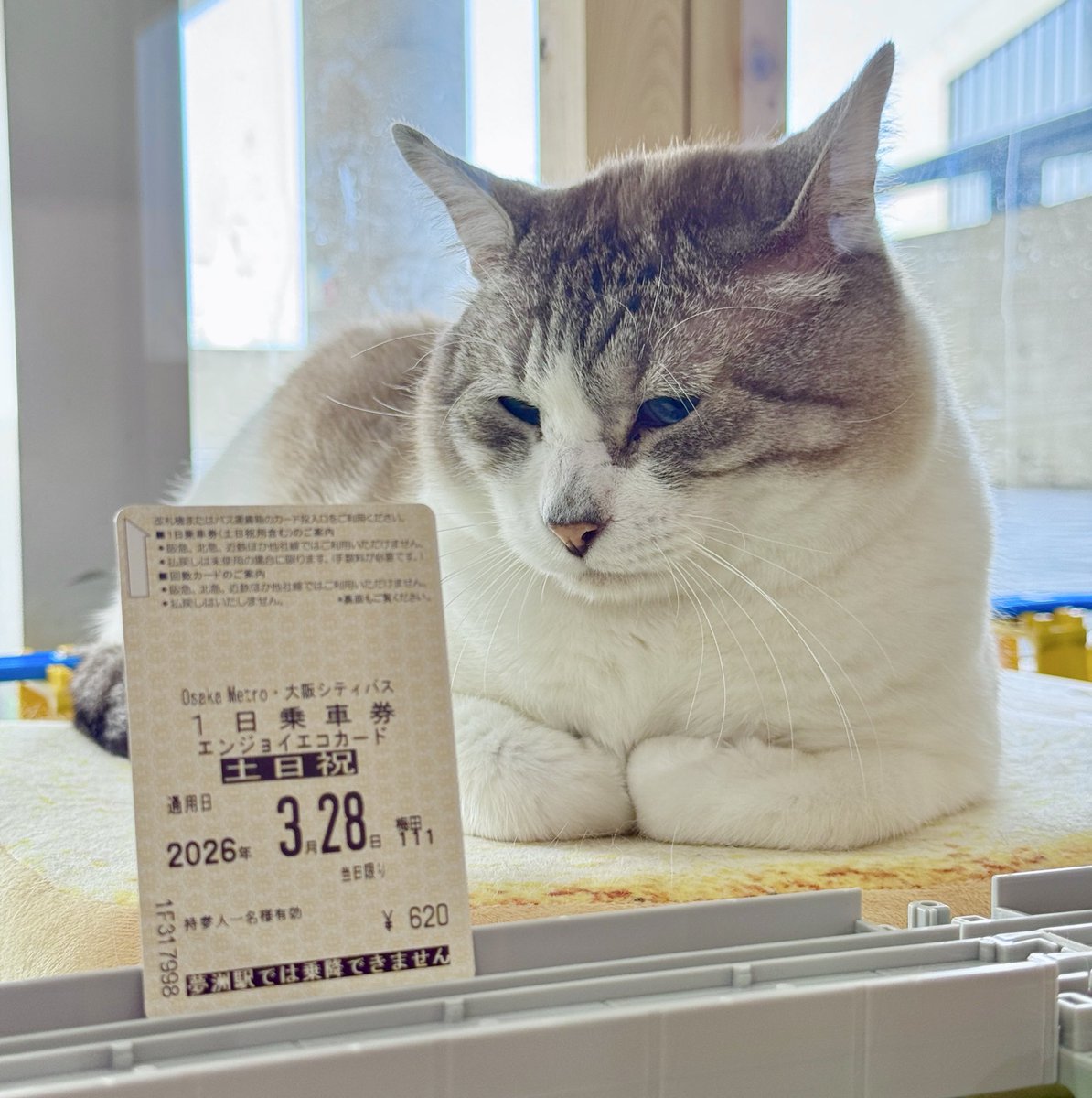 保護猫カフェ 大阪文化館・ジオラマ食堂 Cats Wonderland Osaka-bay tweet media