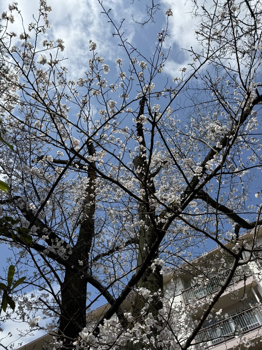 こじっさ tweet media