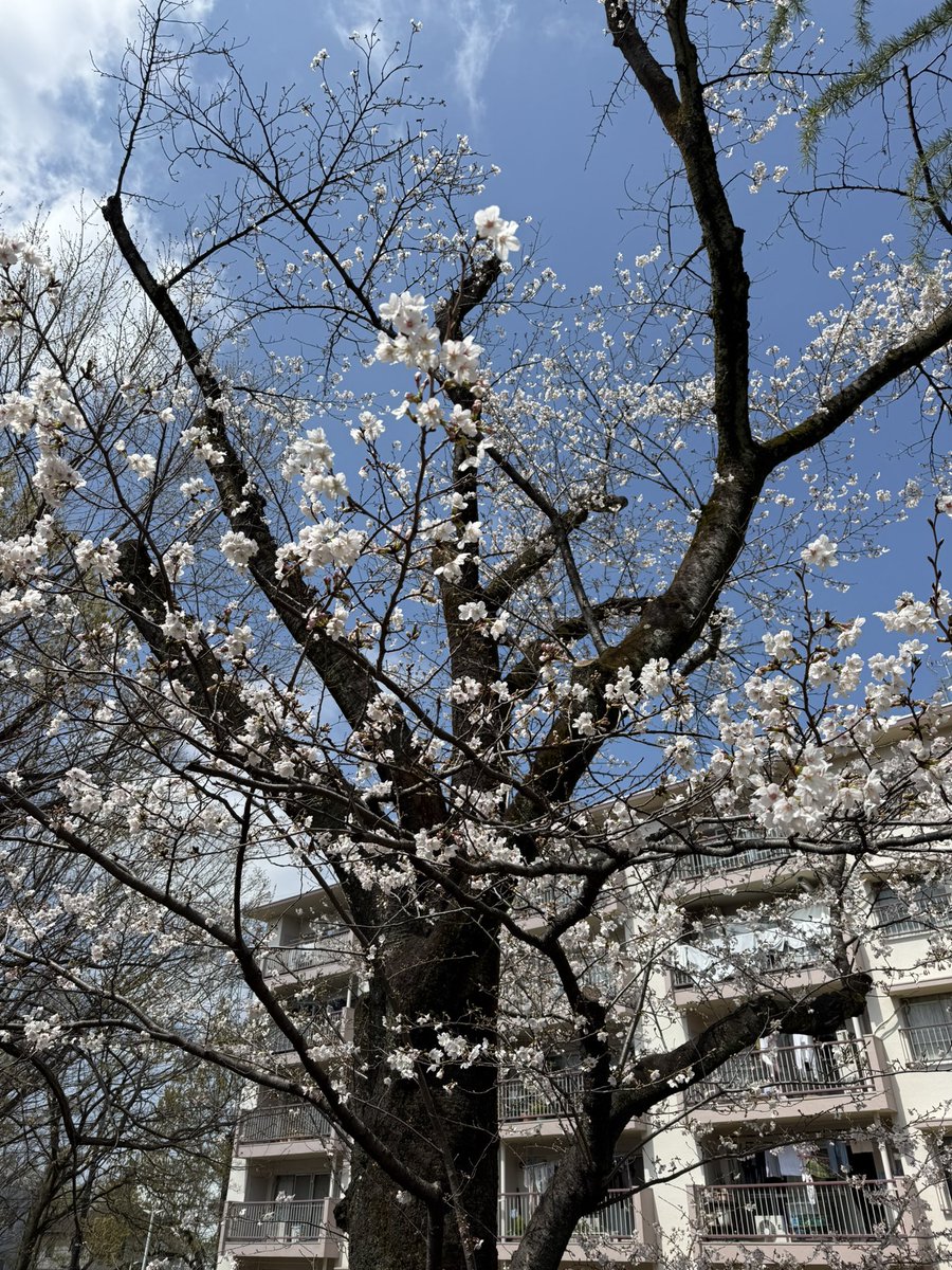 こじっさ tweet media