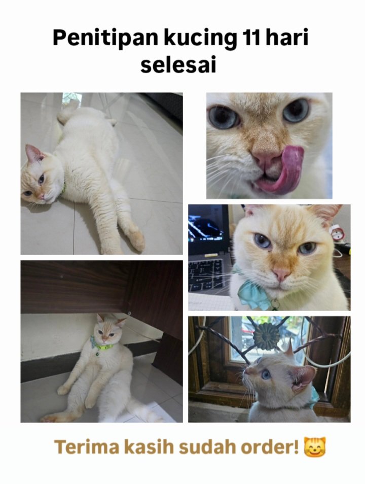 MagerPaws tweet media