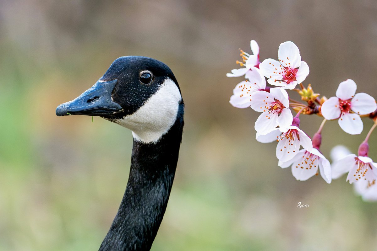 Sam2978pt's tweet image. Canadian goose and the Cherry blossom 
#nature #goose #blossom #fun