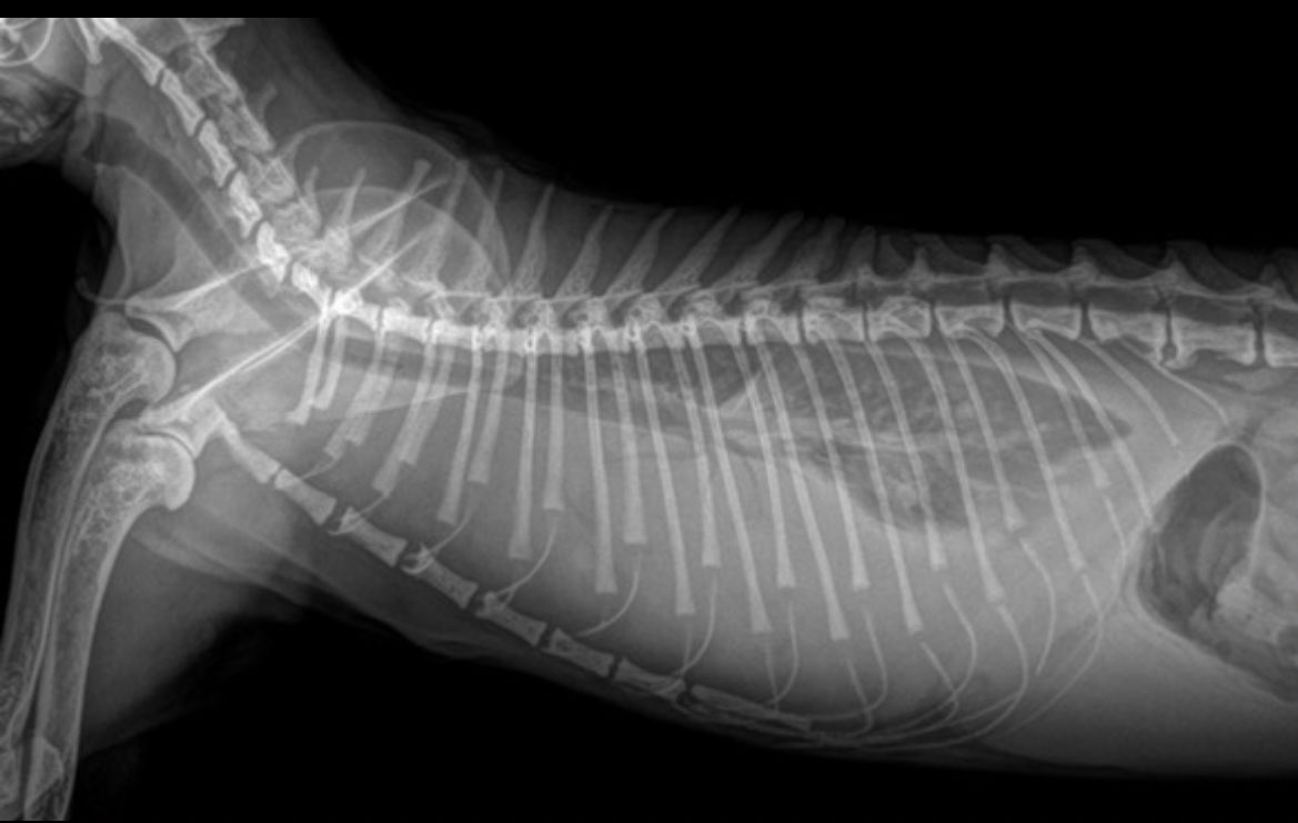 (nyunyu) رفقا tweet media