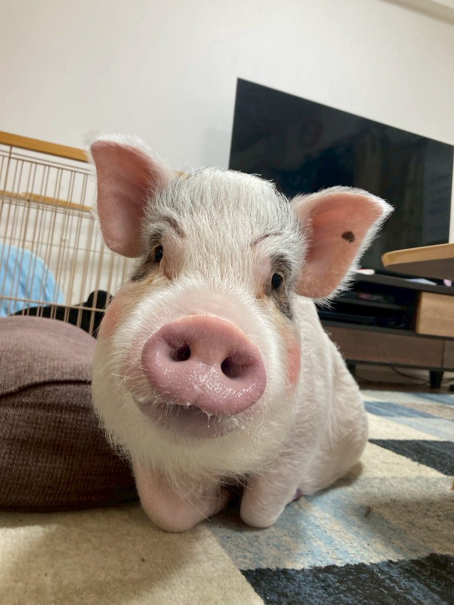 【マイクロブタ】こんぶーちゃん tweet media