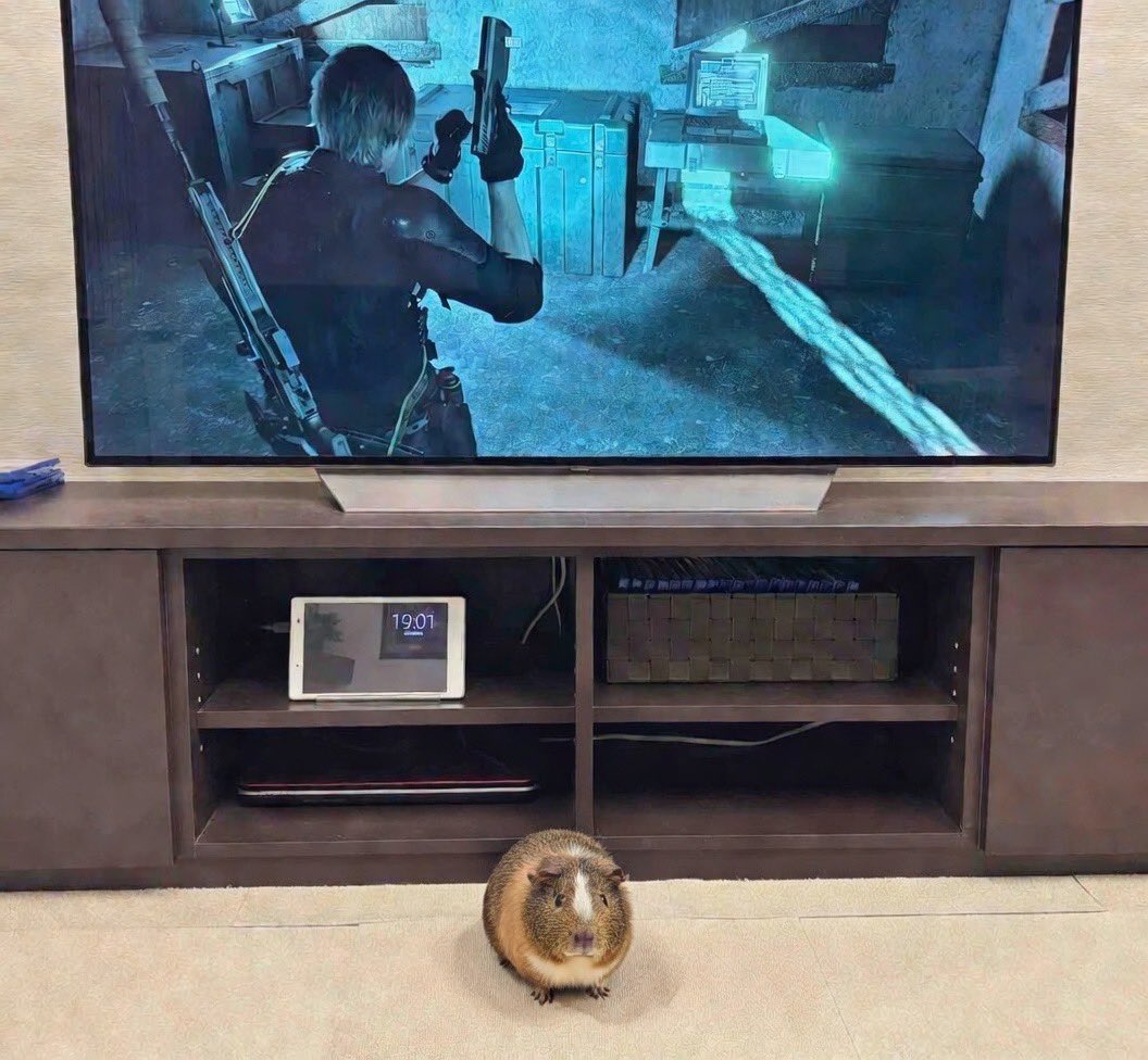 Guinea Pig tweet media