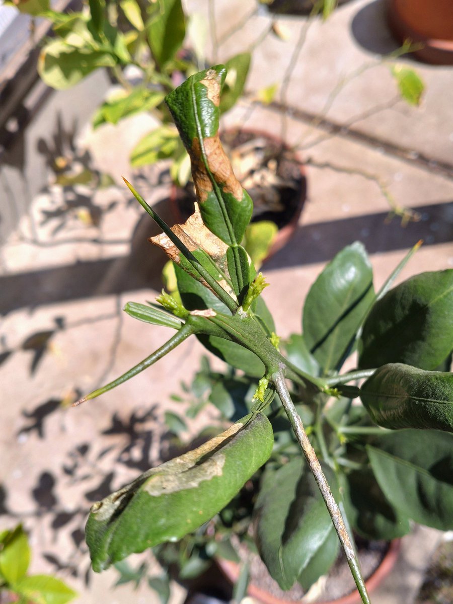 職人おたんこ😪💓🐈 tweet media