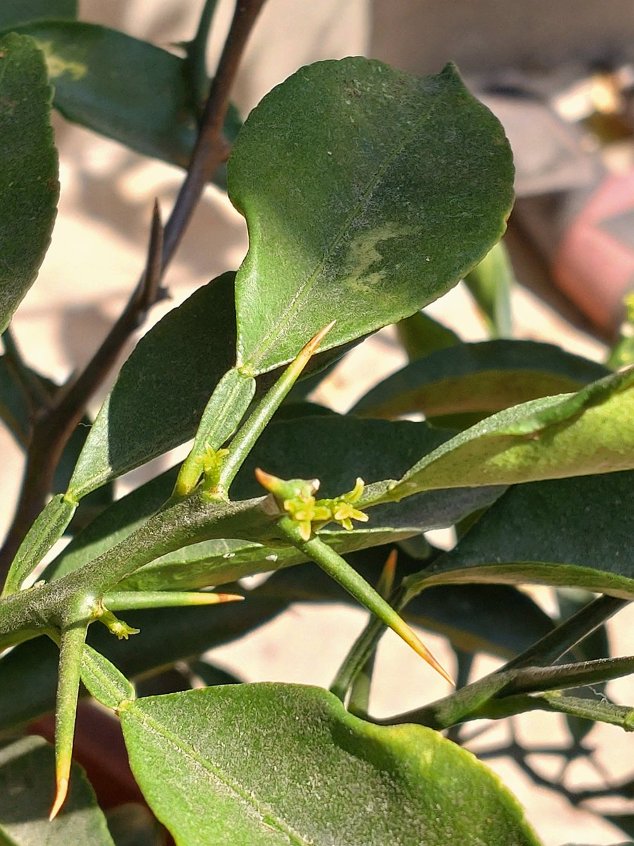 職人おたんこ😪💓🐈 tweet media