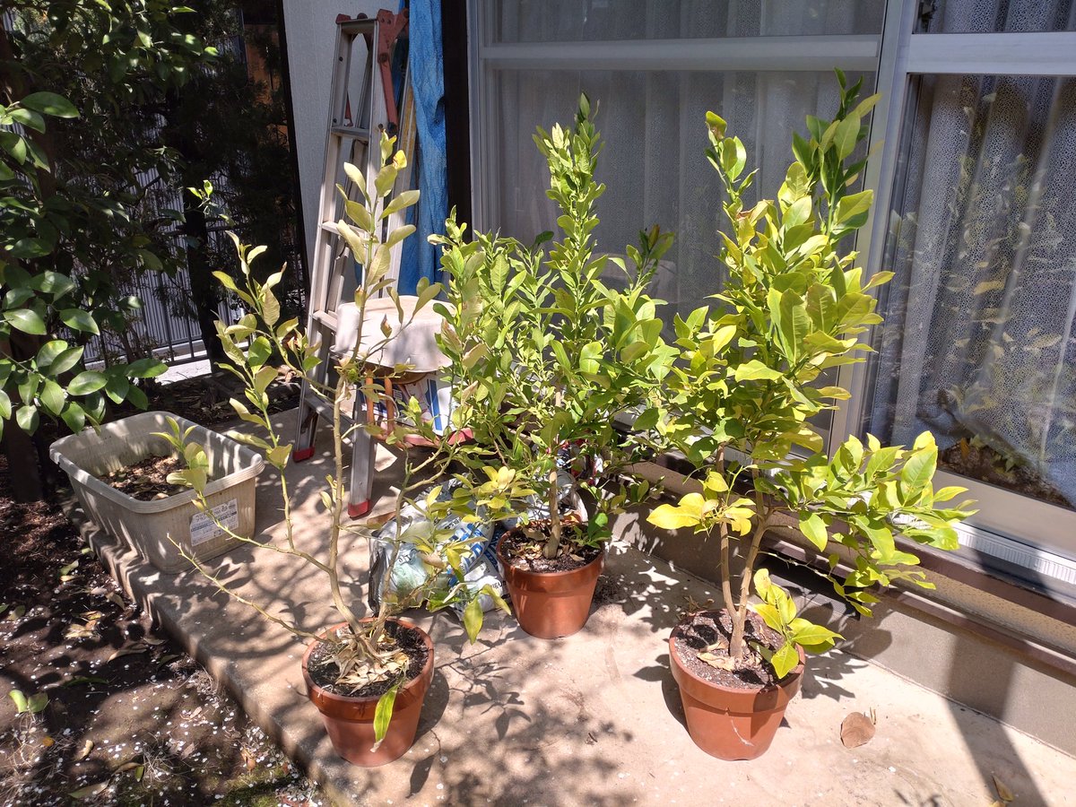 職人おたんこ😪💓🐈 tweet media