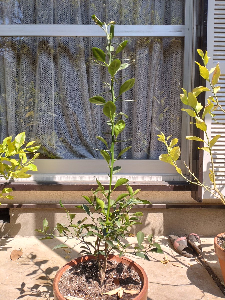 職人おたんこ😪💓🐈 tweet media