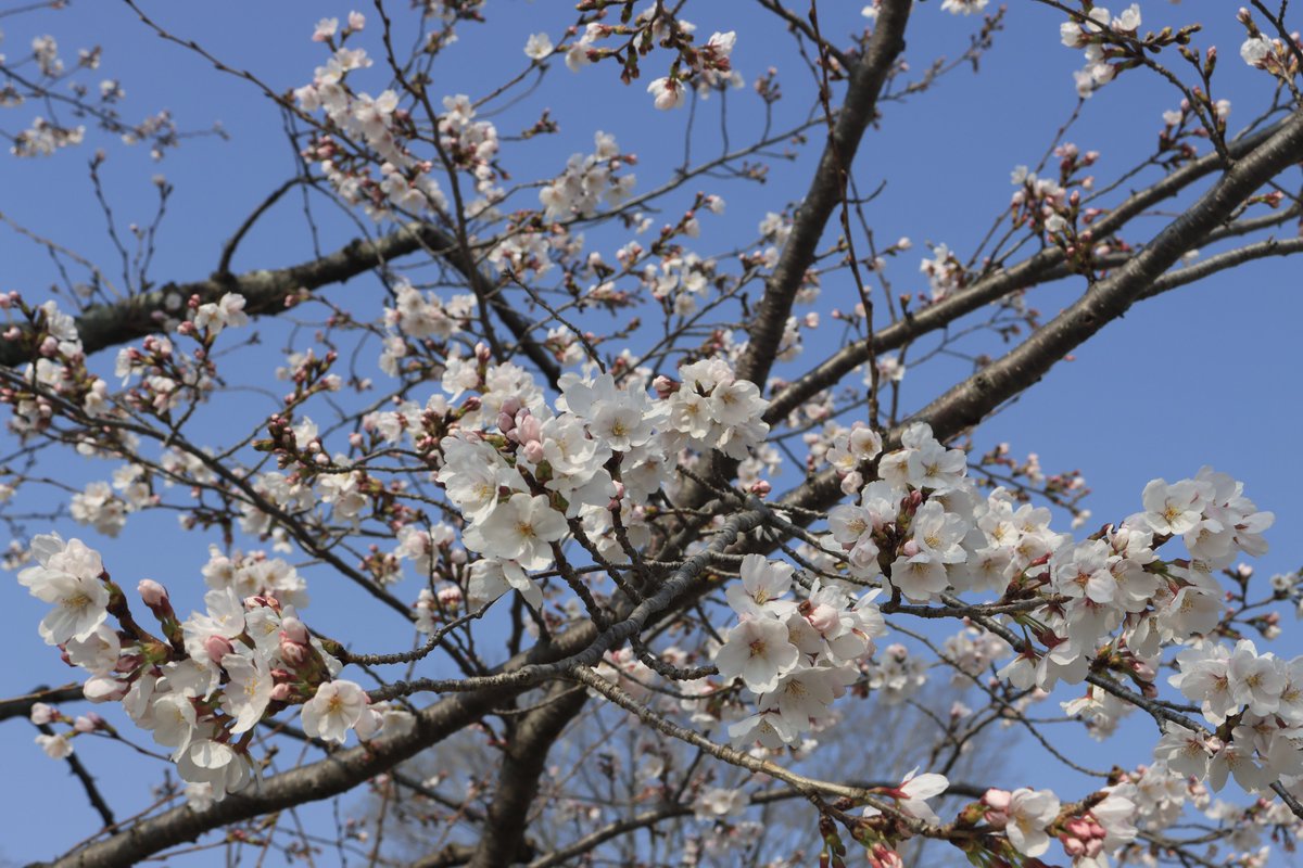 minashiy's tweet photo. 姫路の桜は4割程度
来週前半に一気に咲いて来週末だと散るかな？
仕事終わりに再撮影するのも考えておかないと https://t.co/qt74U53ze9