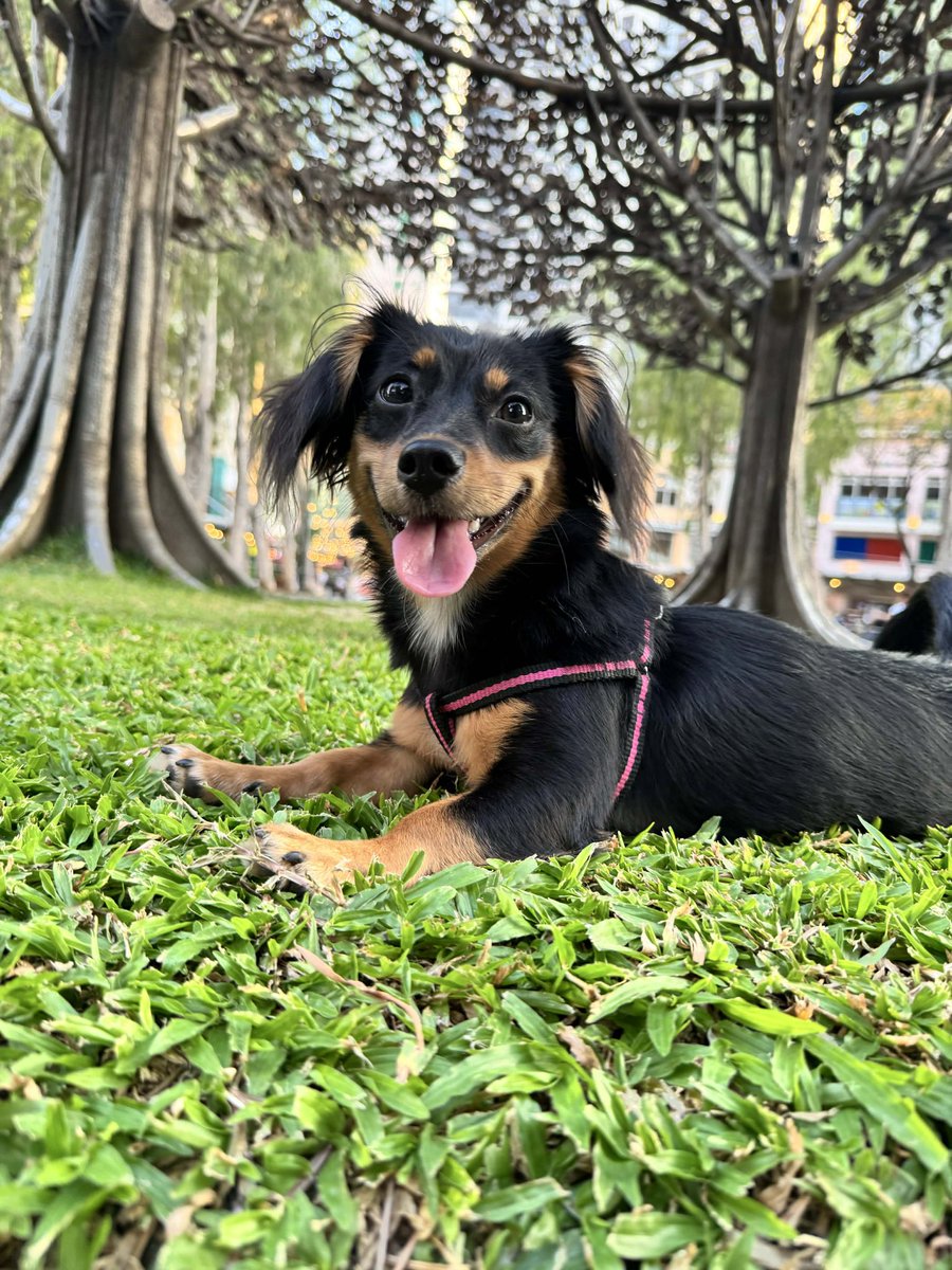 zippy_nori's tweet image. 🐾 Hey everyone, meet my little bundle of chaos and cuddles! 🐶💕

This is Nori, professional treat inspector, part-time zoomies champ, and full-time good girl.

Trying to meet new people and build a fun, chill community here 🫶

#PuppyLife #GoodVibesOnly #dogmom