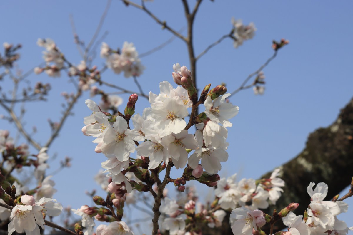 minashiy's tweet photo. 姫路の桜は4割程度
来週前半に一気に咲いて来週末だと散るかな？
仕事終わりに再撮影するのも考えておかないと https://t.co/qt74U53ze9