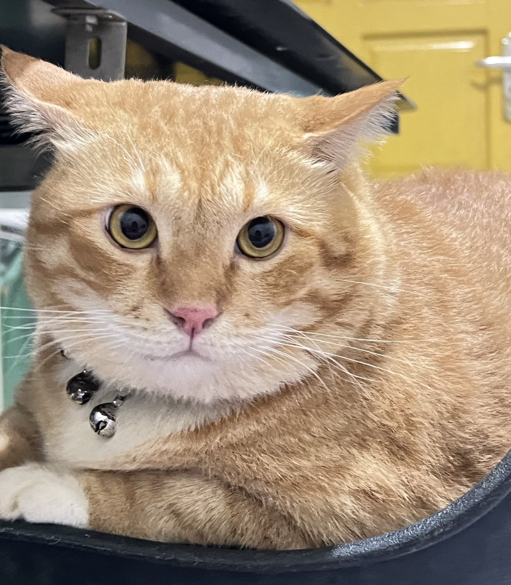 Pak RT Koko tweet media