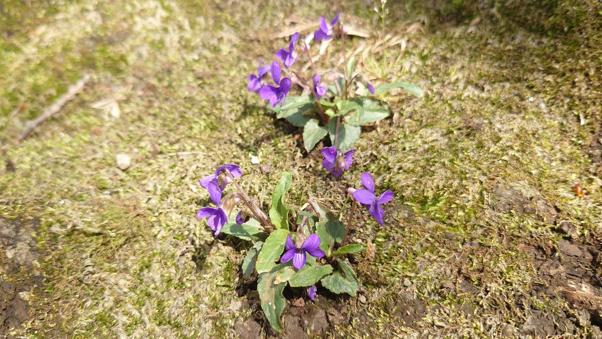 はなれ tweet media