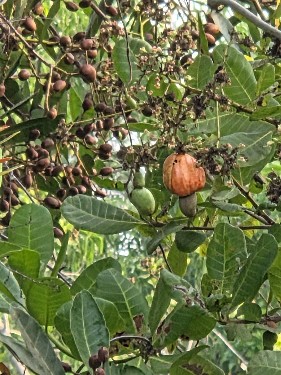 Ananth Kumar tweet media