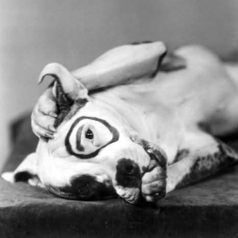 Trumplicans2024.com tweet media