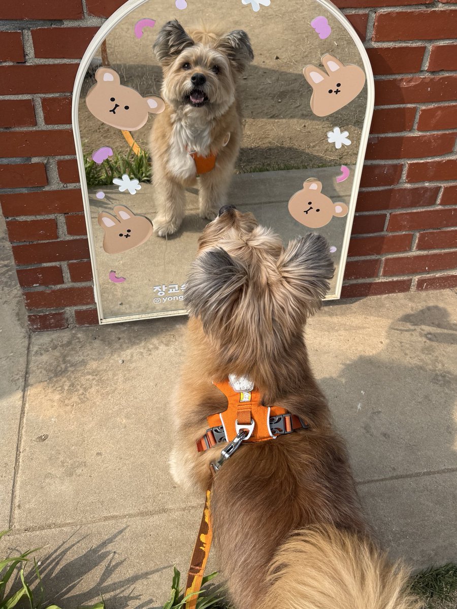 장안동불주먹 레오 tweet media