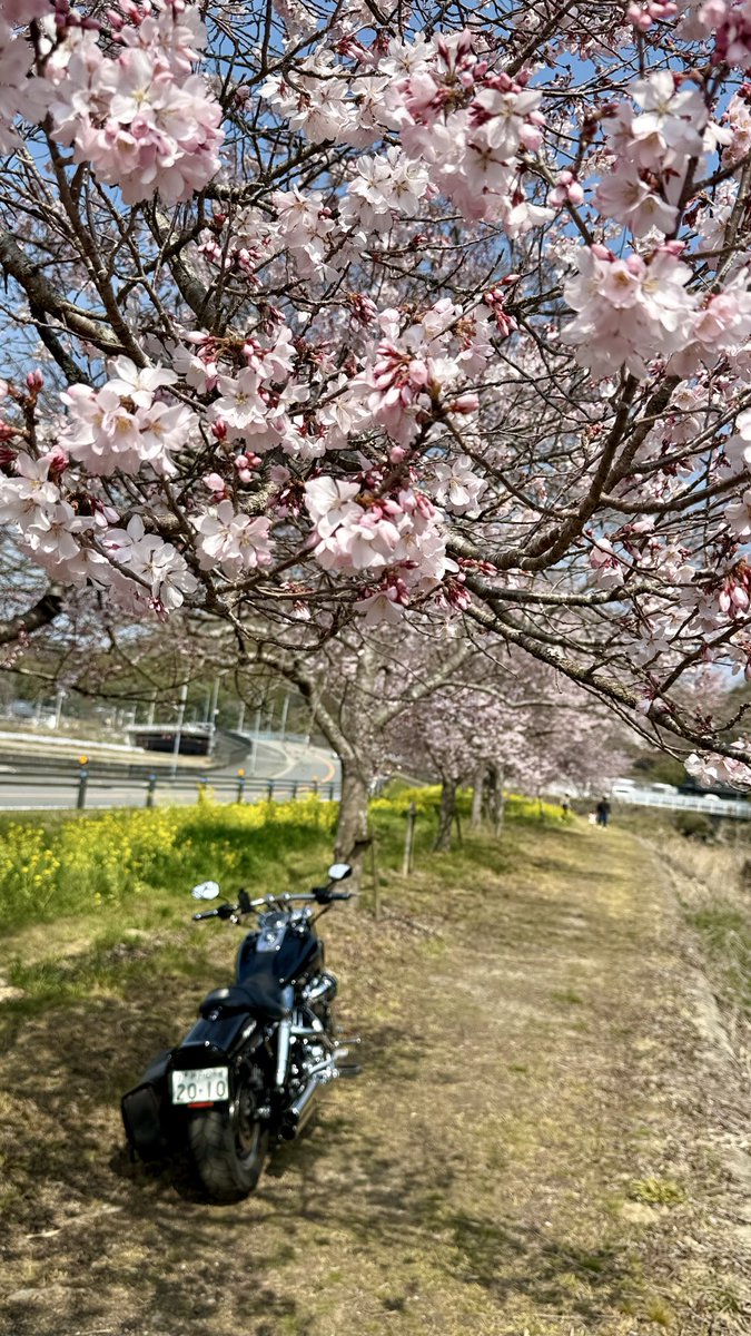 ボブさん tweet media