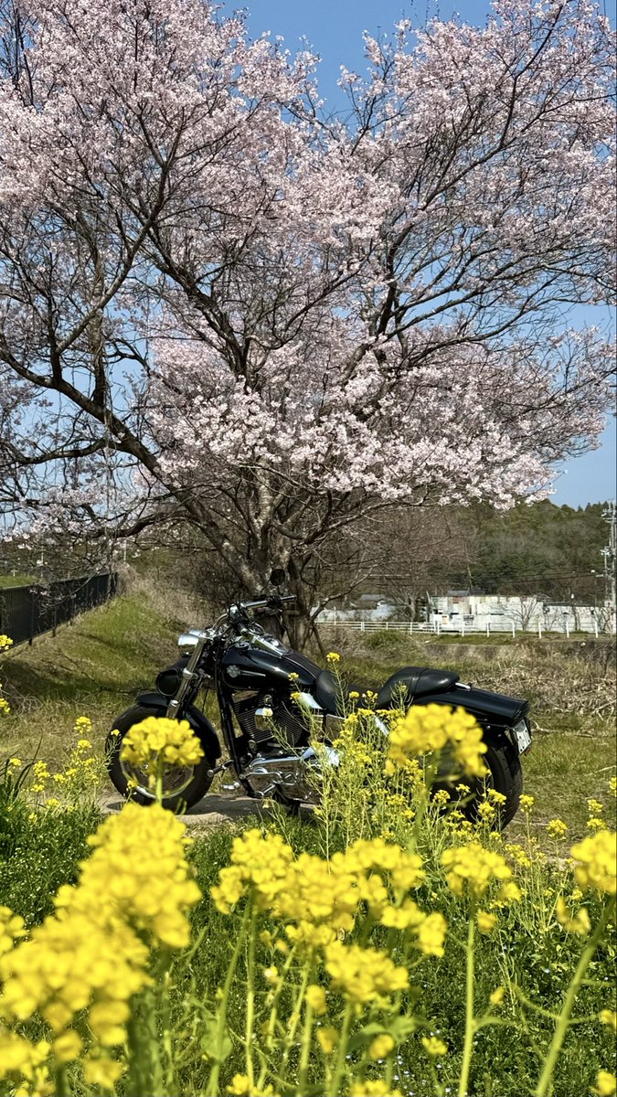 ボブさん tweet media