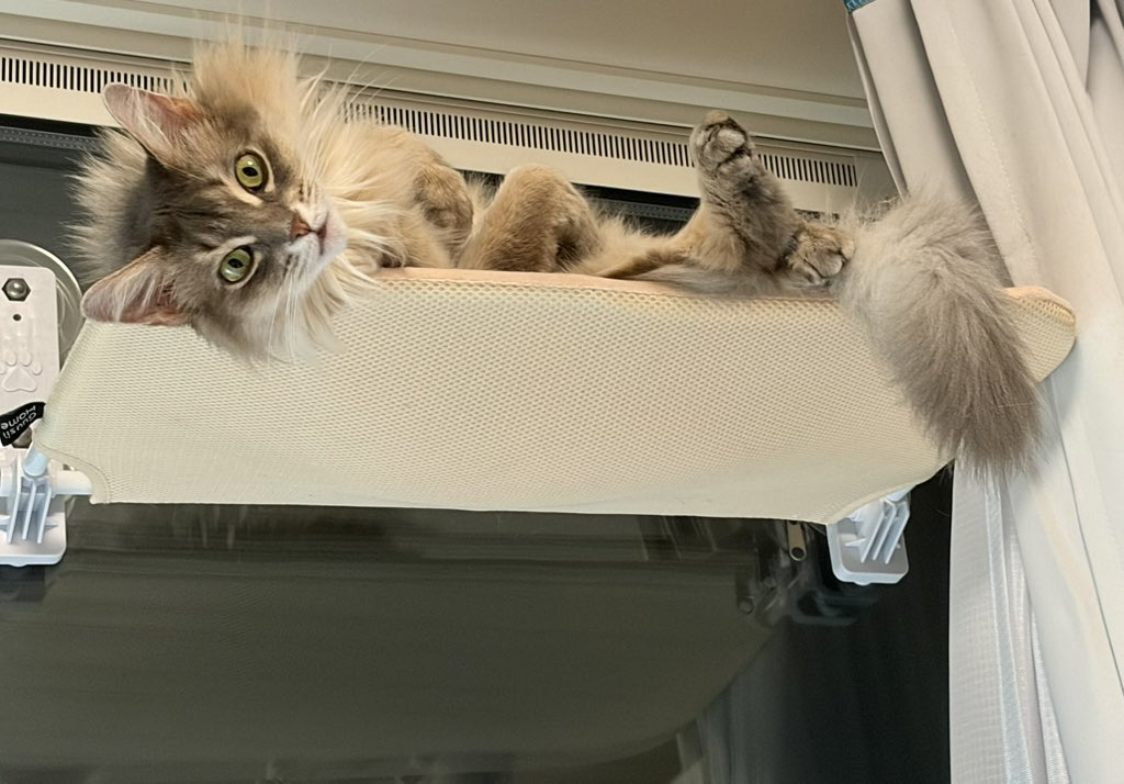 みるく(ママ)🐈🐾 tweet media