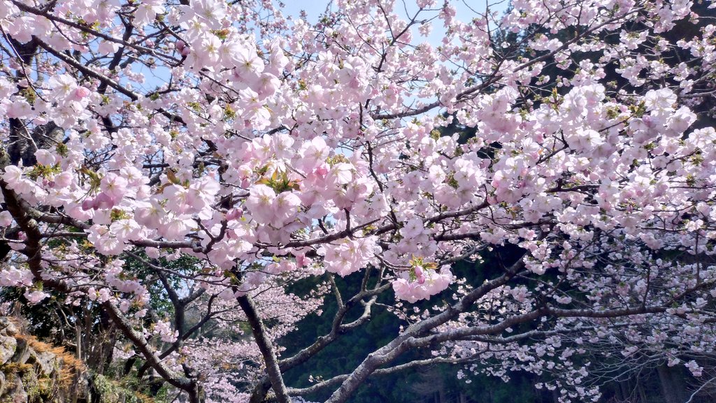 おっくん@三重 tweet media