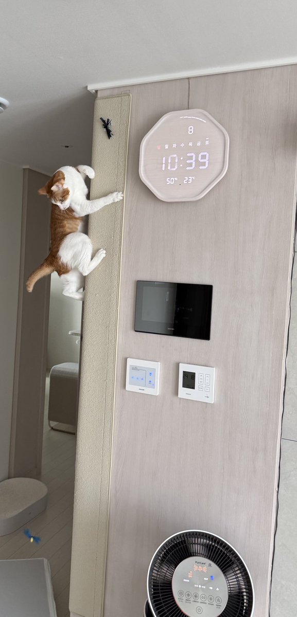 우리집 고양이 빵식이 tweet media