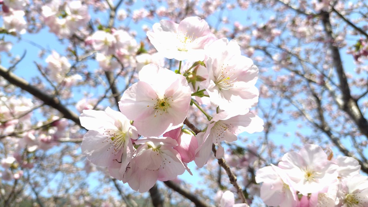 おっくん@三重 tweet media