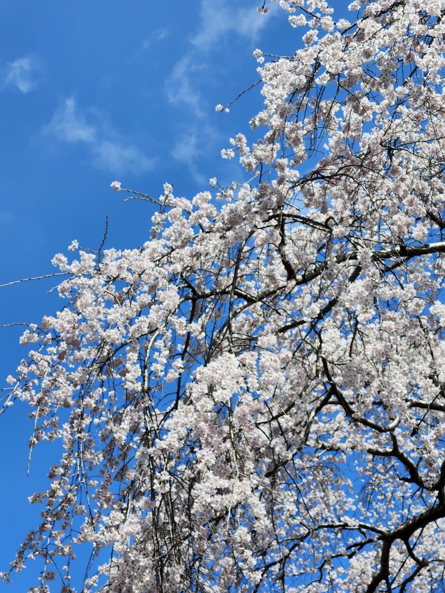 るんりん tweet media