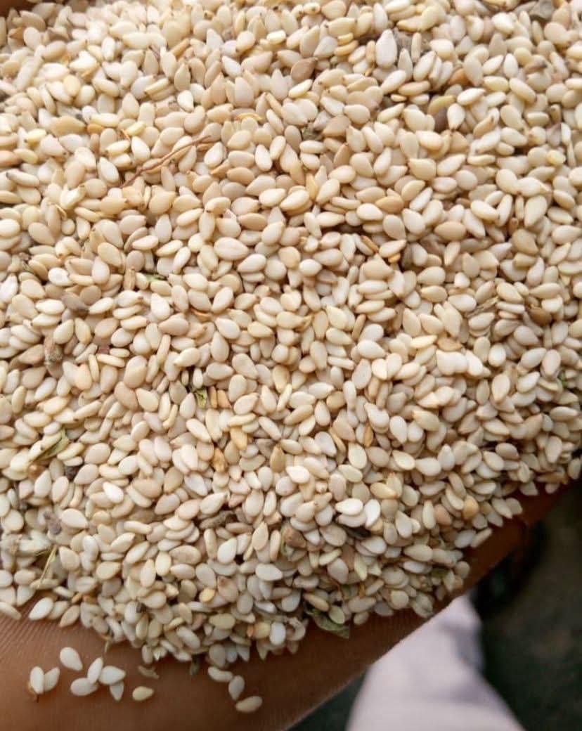 Farming_Area's tweet photo. “Tiny seeds, massive benefits 💪🌱 #SesamePower”
“Good health starts with simple choices 🖤🤍”
“Nature’s superfood hiding in plain sight 👀✨”
“Add this to your daily routine and thank me later 😉”
“Small but mighty—fuel your body right 💯” https://t.co/V8YcrsiUAP