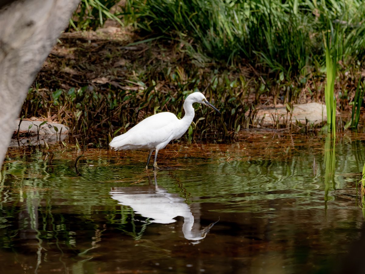 HPH (えいちぴーえいち) tweet media