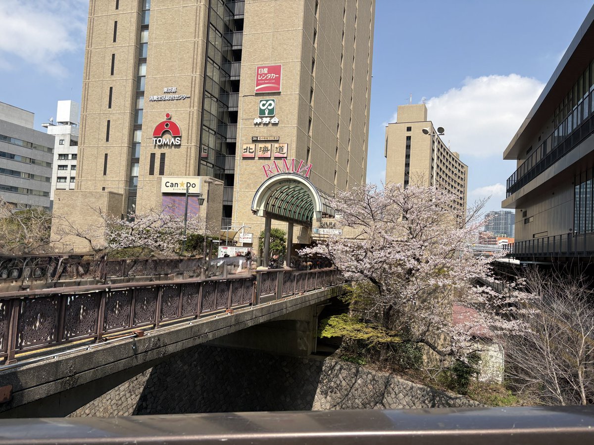 bipolarmonth's tweet photo. いいお天気です
桜はすごく咲いてるのもあるし少し咲いてるのもあります https://t.co/caN1t4ZFJn