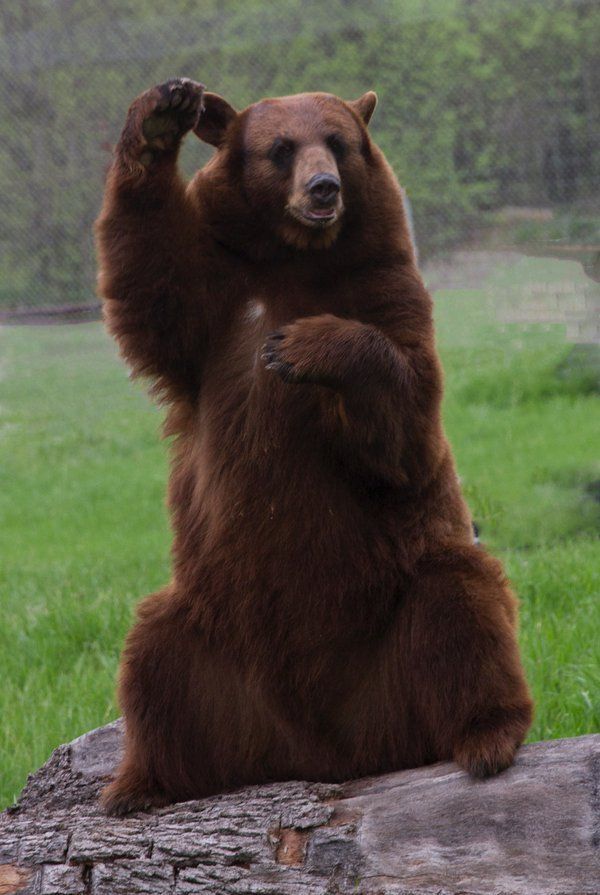 Todo Dia Ursos tweet media