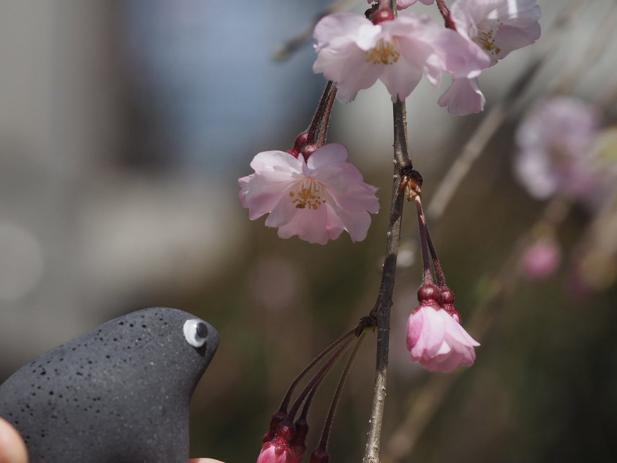 ペブルス / Pebbbles. tweet media