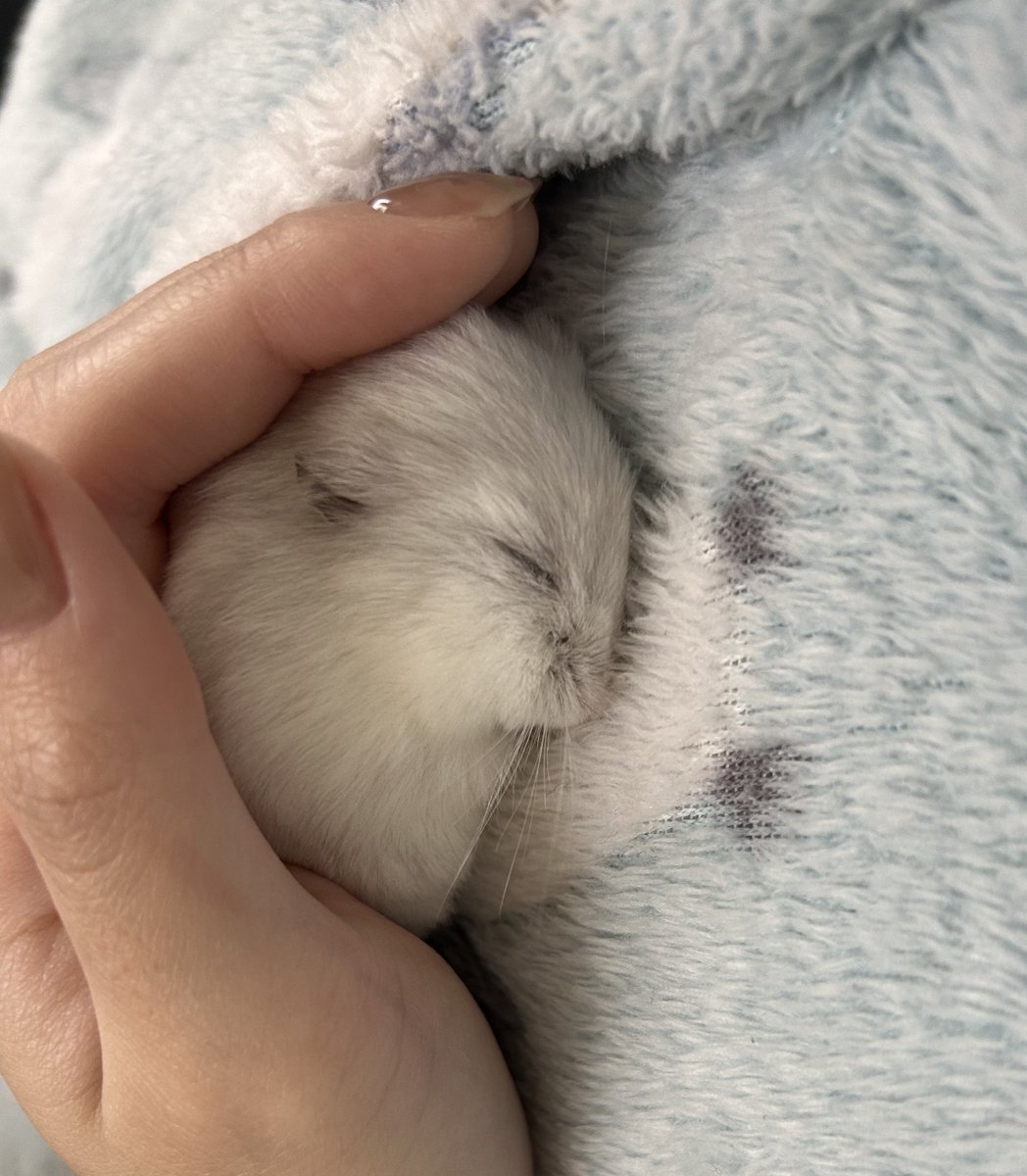 けだまの うんち丸 tweet media