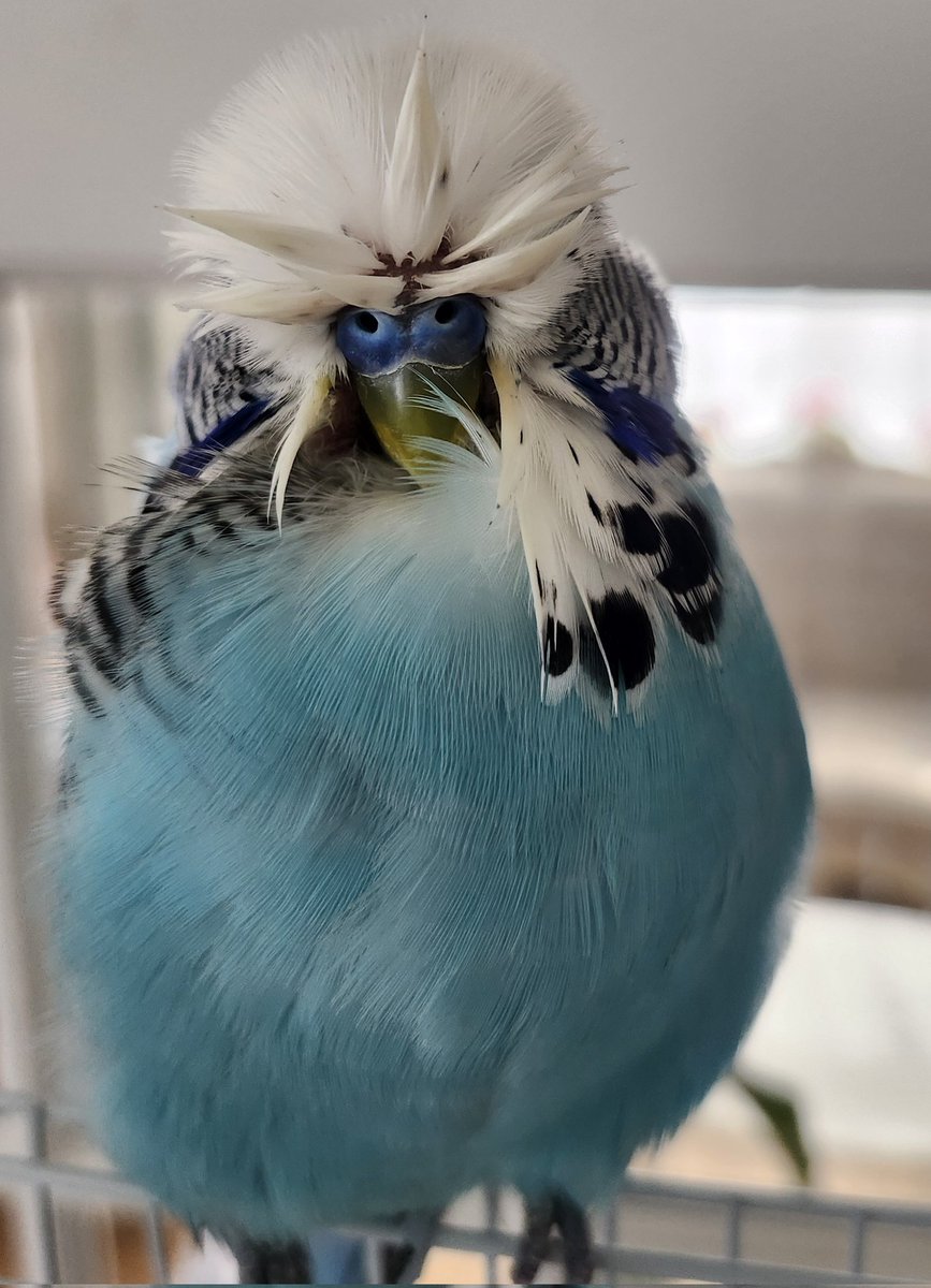 The feathers tweet media