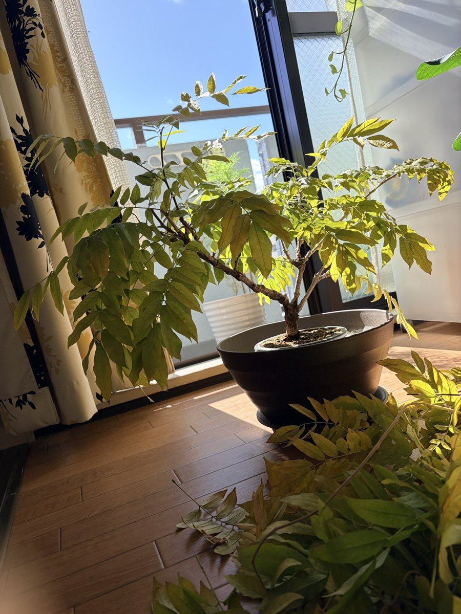 これ尖ってる（葉芽）けどなんかデカいから残しとくか、が花芽だったとです。。素人は秋剪定なんて絶対しないで3月までツル以外触らないでと浪速区から世界に叫ぶよ。誰が興味あるねんだとは思いますが。＃藤の盆栽